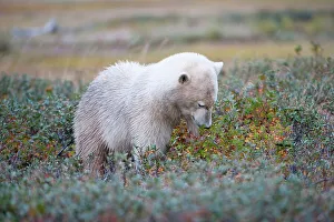 Omnivorous Prints: Polar bear (Ursus maritimus) browsing Bristly Wild Gooseberry amongst tundra vegetation