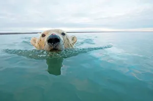 Subadult Prints: polar bear, Ursus maritimus, close up of a curious young bear swimming in waters off Bernard Spit