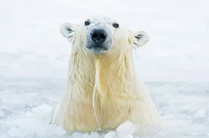 Animal Mouth Prints: Polar bear (Ursus maritimus) cub emerging from newly forming pack ice during fall freeze up