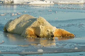 Pack Ice Prints: Polar bear (Ursus maritimus) cub moving lightly over newly formed pack ice