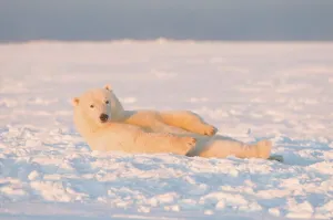 Pack Ice Prints: Polar bear (Ursus maritimus) cub resting on newly formed pack ice