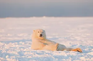 Pack Ice Prints: Polar bear (Ursus maritimus) cub resting on newly formed pack ice