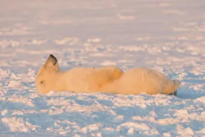 Pack Ice Prints: Polar bear (Ursus maritimus) cub resting on newly formed pack ice