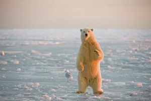 Pack Ice Prints: Polar bear (Ursus maritimus) cub standing on the newly formed pack ice during fall freeze up