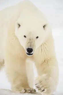 Austerity Prints: Polar Bear (Ursus maritimus) Curious individual approaching