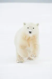 Nanook Prints: Polar bear (Ursus maritimus), curious spring cub approaches along a barrier island during fall freeze up