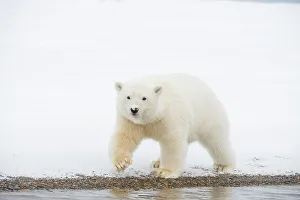 Nanook Prints: Polar bear (Ursus maritimus), curious spring cub approaches along a barrier island during fall freeze up