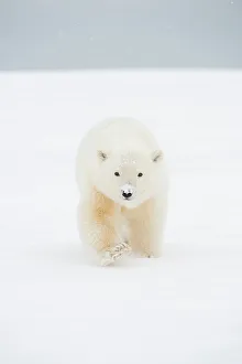 Nanook Prints: Polar bear (Ursus maritimus), curious spring cub approaches along a barrier island during fall freeze up