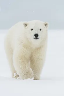Nanook Prints: Polar bear (Ursus maritimus), curious spring cub approaches along a barrier island during fall freeze up