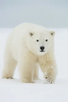 Nanook Prints: Polar bear (Ursus maritimus), curious spring cub approaches along a barrier island during fall freeze up