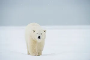 Nanook Prints: Polar bear (Ursus maritimus), curious spring cub approaches along a barrier island during fall freeze up