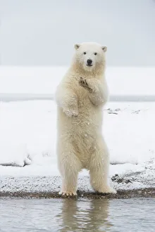 Nanook Prints: Polar bear (Ursus maritimus), curious spring cub stands along a barrier island to get a better look