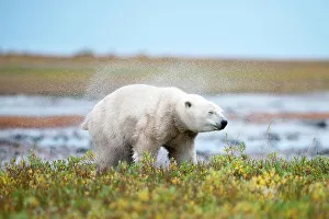 Omnivorous Prints: Polar bear (Ursus maritimus) emerging from stream and shaking itself dry