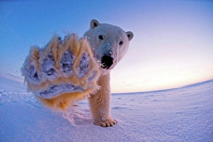 Nanook Prints: polar bear, Ursus maritimus, fish eye view of a sow on the pack ice along the coast in morning