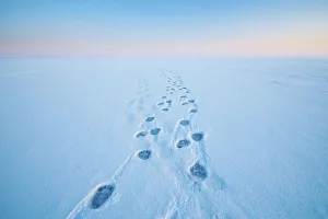 Environmental Issue Prints: Polar bear (Ursus maritimus) footprints in the snow along a barrier island during Fall freeze up