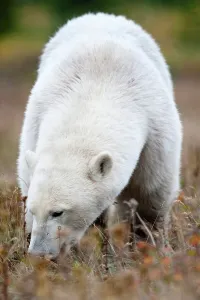 Omnivorous Prints: Polar bear (Ursus maritimus) grazing in tundra vegetation