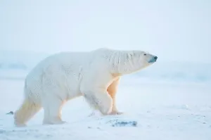Tracking Prints: polar bear, Ursus maritimus, large boar walks along the coast during fall freeze up