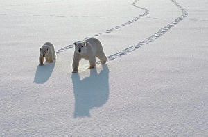 Beginning Prints: Polar Bear (Ursus maritimus) mother and cub crossing ice field
