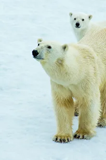 Wild Polar Bear Prints: Polar bear (Ursus maritimus) mother and cub on pack ice, Svalbard, Norway
