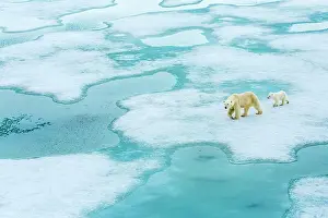 Wild Polar Bear Prints: Polar bear (Ursus maritimus) mother and cub walking across melting pack ice