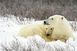 Austerity Prints: Polar Bear (Ursus maritimus) Mother and yearling cub resting along the Hudson Bay coast