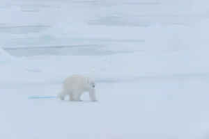 Predatory Prints: A polar bear (Ursus maritimus) on the pack ice in fog north of Svalbard, Norway