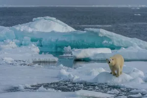 Predatory Prints: A polar bear (Ursus maritimus) on the pack ice north of Svalbard, Norway