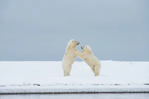Nanook Prints: Polar bear (Ursus maritimus), pai of spring cubs playing along a barrier island during fall freeze up