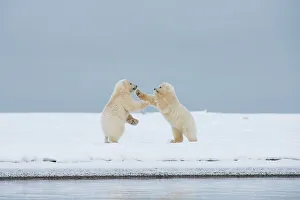 Nanook Prints: Polar bear (Ursus maritimus), pai of spring cubs playing along a barrier island during fall freeze up