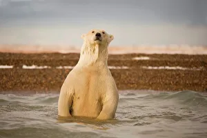 Nanuk Prints: polar bear, Ursus maritimus, profile of a sow in the waters off Bernard Spit