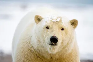 Subadult Prints: polar bear, Ursus maritimus, profile of a young bear along the coast