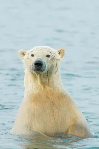 Subadult Prints: polar bear, Ursus maritimus, profile of a young bear in the water along the coast