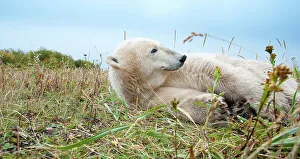 Omnivorous Prints: Polar bear (Ursus maritimus) resting in tundra vegetation