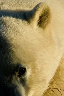 Omnivorous Prints: Polar bear (Ursus maritimus) resting in tundra vegetation