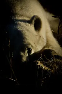 Omnivorous Prints: Polar bear (Ursus maritimus) resting in tundra vegetation