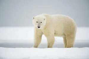 Nanook Prints: Polar bear (Ursus maritimus), sow along a barrier island during fall freeze up
