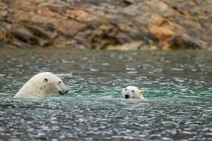 Nanook Prints: A polar bear (Ursus maritimus) sow and cub play in waters along the coast of Svalbard