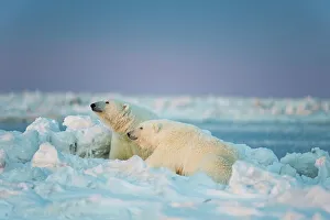 Female Animal Prints: Polar bear (Ursus maritimus) sow with its cub resting on the newly frozen pack ice
