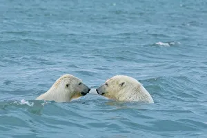 Carnivorous Prints: Polar bear (Ursus maritimus) sow with cub swimming in the Beaufort Sea