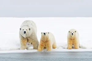 Female Animal Prints: Polar bear (Ursus maritimus) sow with cubs along Bernard Spit during fall freeze up