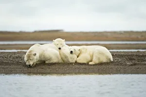 Female Animal Prints: Polar bear (Ursus maritimus) sow with cubs resting on barrier island