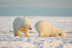Female Animal Prints: Polar bear (Ursus maritimus) sow with juvenile cub on the newly frozen pack ice during fall freeze up
