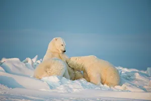 Female Animal Prints: Polar bear (Ursus maritimus) sow nursing her cubs on the newly frozen pack ice