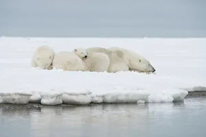 Nanook Prints: Polar bear (Ursus maritimus), sow with a pair of cubs rest along a barrier island during fall freeze up