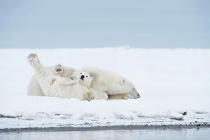 Nanook Prints: Polar bear (Ursus maritimus), sow with a pair of cubs rest along a barrier island during fall freeze up
