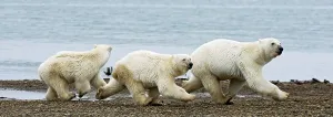 Environmental Issue Prints: A polar bear (Ursus maritimus) sow with a pair of cubs travel along a barrier island in search of food