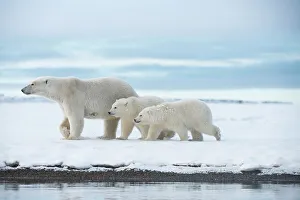 Nanook Prints: Polar bear (Ursus maritimus), sow with a pair of cubs walk along a barrier island during fall freeze up