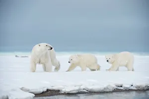 Nanook Prints: Polar bear (Ursus maritimus), sow with a pair of cubs walk along a barrier island during fall freeze up