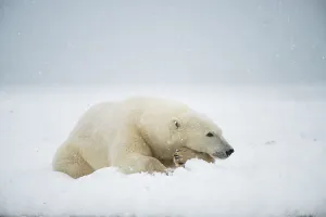 Nanook Prints: Polar bear (Ursus maritimus), sow rests along a barrier island during fall freeze up