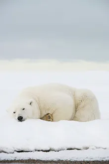Nanook Prints: Polar bear (Ursus maritimus), sow rests along a barrier island during fall freeze up